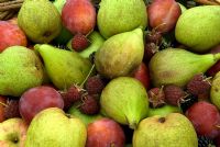 Basket of mixed Autumn fruit - Figs, plums, raspberries, blackberries, pears and apples