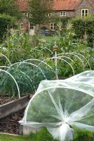 Plastic tubing used as support for nets in raised wooden beds. Garden twine dispenser also shown in raised bed, ready for tying ends of net tunnel