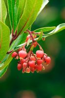 Arbutus unedo 'Rubra' - Strawberry tree   