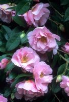 Camellia x williamsii 'Jenefer Carlyon' - RHS Wisley, Surrey