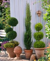 Buxus underplanted with Sanvitalia and Scaevola, Cupressus and Cupressus macrocarpa 'Goldcrest' in other containers