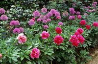 Early summer border of Paeonia and Allium