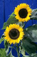 Helianthus - Sunflowers against painted blue timber fence