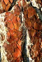 Bark of Pinus sylvestris - Scots Pine