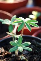 Young Lupin plant