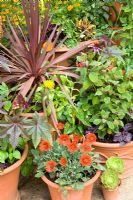 Mixed patio container plants with a tropical theme