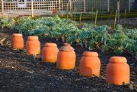 Row of rhubarb forcing pots