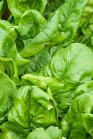 Beta vulgaris 'Medania' - Spinach