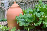 Rhubarb and forcing pot