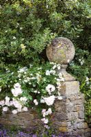 Rosa 'Paul's Himalayan Musk' growing over a stone wall