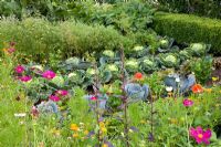 Vegetable garden with rows of Brassica atriplex hortensis var 'Rubra' and Coriandrum sativum 