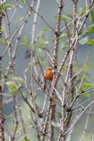 Erithacus rubecula - Robin singing in Elderberry tree