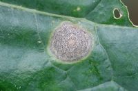 Mycosphaerella brassicicola - Brassica ring spot on upper surface of brussels sprout leaf