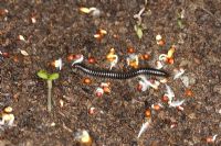 Cylindroiulus londinensis - Black millipede feeding on germinating seeds