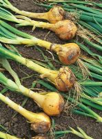 Allium cepa 'Sturon' - Harvested onions on the ground