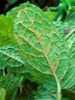 Puccinia menthae - Rust on mint leaves