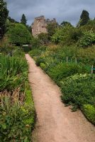 Path between herbaceous border leading to Prunus lusitanica at Crathes Castle Garden, Aberdeenshire, Scotland