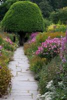 Late summer herbaceous borders with path leading to a clipped Prunus lusitanica(Portugal Laurel) in the walled garden - Crathes Castle Garden, Aberdeenshire, Scotland