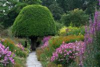 Late summer herbaceous borders with path leading to a clipped Prunus lusitanica in the walled garden - Crathes Castle Garden, Aberdeenshire, Scotland