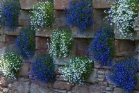 Pattern of blue and white Lobelia in recesses of stone wall in the walled garden at Edzell Castle, Brechin, Scotland