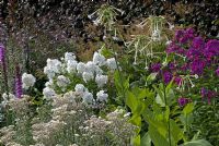 Late summer herbaceous border with Phlox, Nicotiana, Lythrum and Anaphalis backed by Copper Beech hedging in the walled garden - Kailzie Gardens, Peebleshire, Scotland   