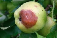 Apple with secondary brown rot infection as a resuly of physical damage