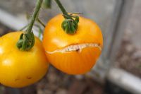 Tomato 'Perfection' with water stress cracks