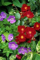 Rosa 'Flower Carpet Red Velvet' with Geranium 'Rozanne' and Leucothoe 'Rainbow'