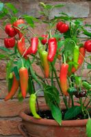 Sweet pepper 'Minimix' and the elongated fruit of 'Hungarian Hot Wax' growing in a terracotta pot