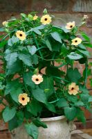Thunbergia alata 'Blushing Susie' growing in a Mediterranean pot and trained around a recycled hose reel