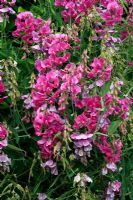 Lathyrus latifolius - Perennial Pea showing flower spikes, fading blooms and seed pods