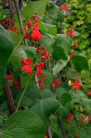 Phaseolus vulgaris - Flowering runner beans climbing up support canes