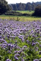 Agricultural use of Phacelia, grown as a 'green manure' and ploughed in during spring to boost soil fertility