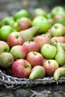 Freshly harvested organic apples and pears in September