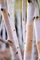 Betula utilis var jacquemontii - Silver Birch stems and bark in early autumn