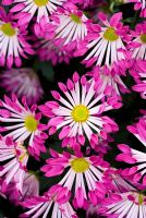 Chrysanthemum 'Pink Starling'