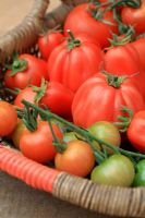 Freshly picked organic tomatoes 'Gardener's Delight', 'Rosada' and beefsteak variety 'Cliore di Bue' in basket