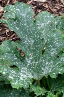 Cucurbita - Powdery mildew on leaves of courgette plants