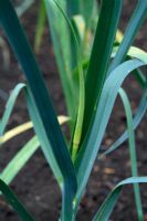 Allium porrum - Young organic leek which is bolting due to extremes in wet and dry weather