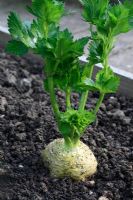 Apium graveolens 'Prinz' - Organic celeriac 
