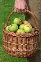 Malus 'Bramley' - Man holding basket of apples
