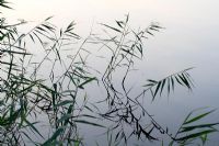 Phragmites australis - Norfolk Reeds