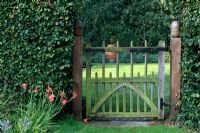 Garden gateway with carved acorn posts in Beech hedge, Schizostylis on left