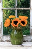Helianthus - Sunflowers in a rustic jug
