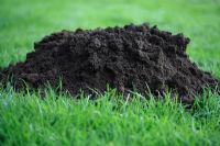 Fresh molehill on lawn