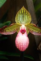 Orchid 'Gloria Naugle'