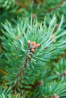 Pinus sylvestris - Dwarf Scots Pine