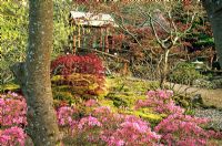Pink azalea and deep purpley red acer beside Acer 'Osakazuki' showing new coppery leaves with mossy stones and bridge beyond in The Japanese Garden, St Mawgan, Cornwall