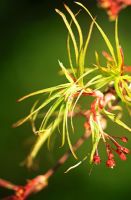 Spidery leaves and red flowers of Acer palmatum 'Villa Taranto' - The Japanese Garden, St Mawgan, Cornwall