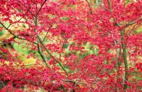 Vivid new red foliage of Acer palmatum 'Deshojo' - The Japanese Garden, St Mawgan, Cornwell